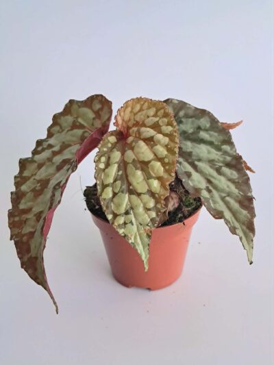 Бегония Луцифер / Begonia Lucifer