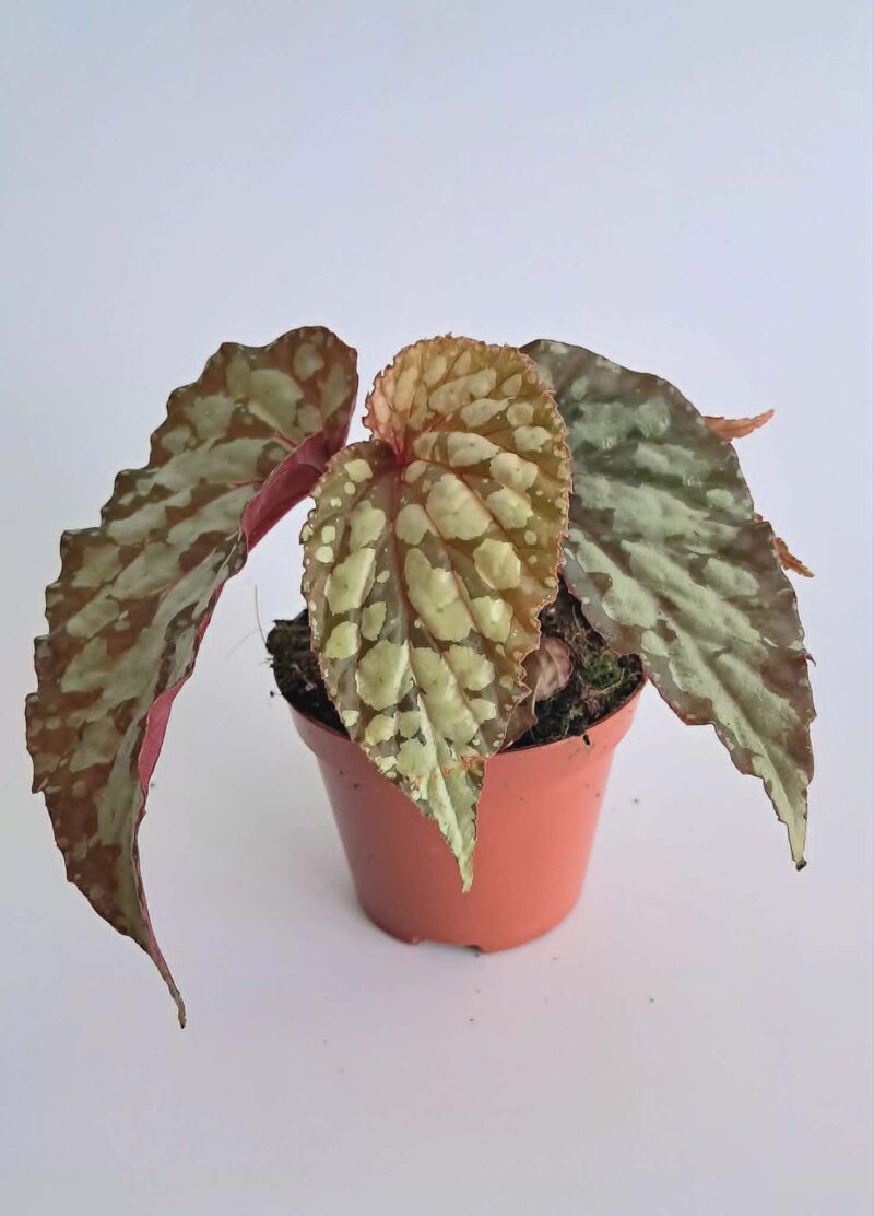 Бегония Луцифер / Begonia Lucifer