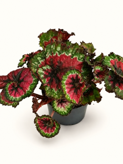 Begonia Macarena