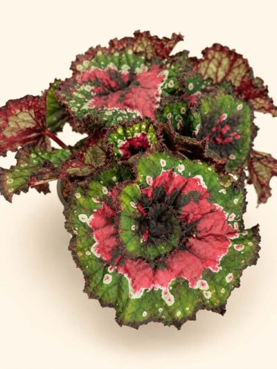 begonia-macarena-dmplantsbg-03