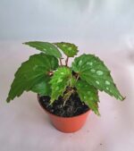 Бегония "Мантук" / Begonia sp 'Mantuk'