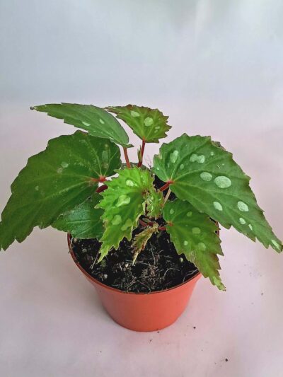 Бегония "Мантук" / Begonia sp 'Mantuk'