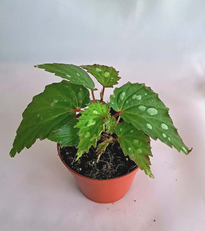 Бегония "Мантук" / Begonia sp 'Mantuk'