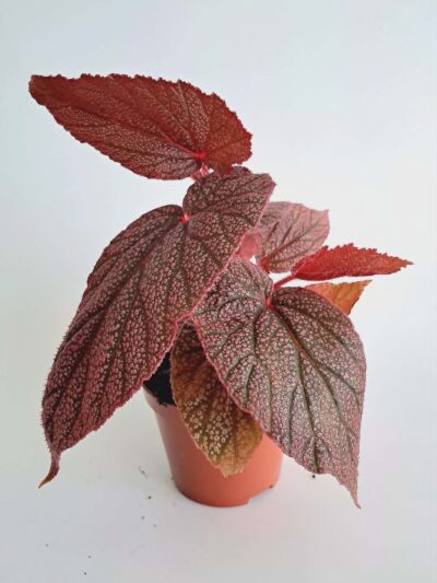 Бегония Морис / Begonia Morris