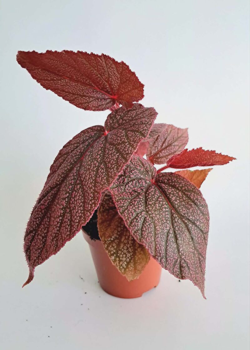 Бегония Морис / Begonia Morris