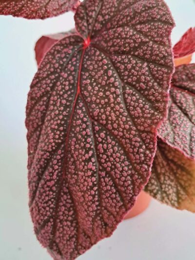 begonia-morris-02.jpg