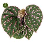 Бегония Маура Уахау / Begonia Muara Wahau