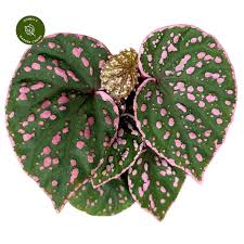 Begonia-Muara-Wahau-02.jpg