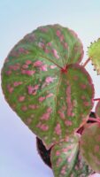 Бегония Маура Уахау / Begonia Muara Wahau
