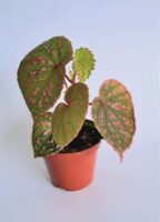 Бегония Маура Уахау / Begonia Muara Wahau