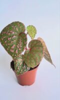 Бегония Маура Уахау / Begonia Muara Wahau