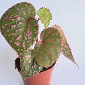 Бегония Маура Уахау / Begonia Muara Wahau