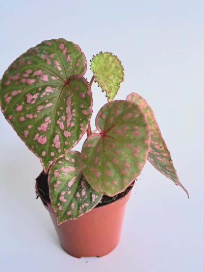 Бегония Маура Уахау / Begonia Muara Wahau