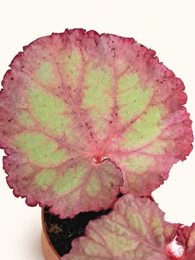 begonia-pink-panther-02.jpg-800×1118