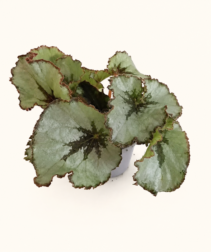 Бегония рекс Ескаргот / Begonia Rex Escargot