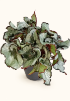 Бегония рекс Ескаргот / Begonia Rex Escargot