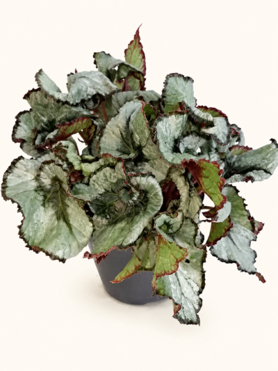Бегония рекс Ескаргот / Begonia Rex Escargot