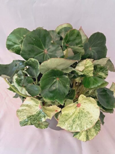 Бегония “Роудж Вариегата / “Begonia ‘Rouge Variegata’