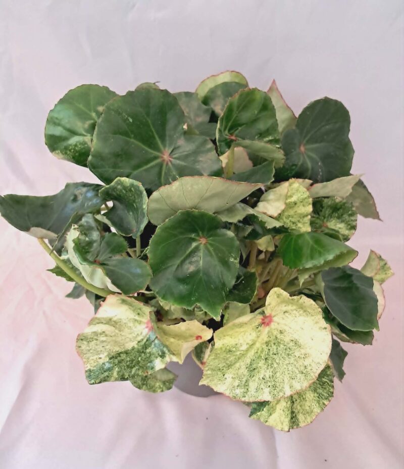 Бегония “Роудж Вариегата / “Begonia ‘Rouge Variegata’