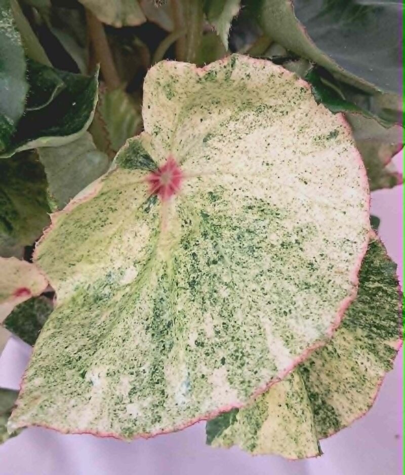 Бегония “Роудж Вариегата / “Begonia ‘Rouge Variegata’