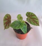 Бегония "Шиваншаненсис" / Begonia 'Shiwanshanensis'