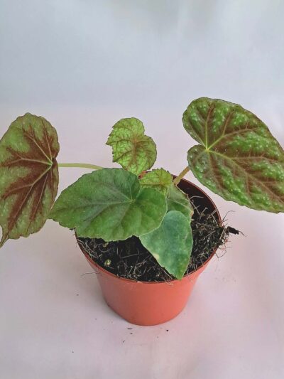 Бегония "Шиваншаненсис" / Begonia 'Shiwanshanensis'
