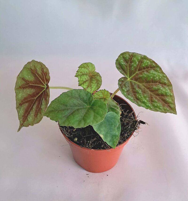 Бегония "Шиваншаненсис" / Begonia 'Shiwanshanensis'