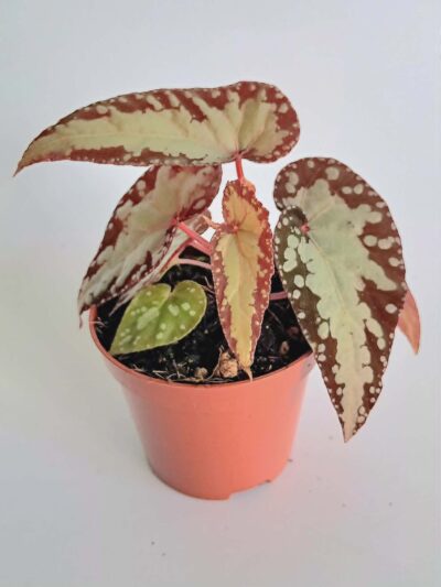 Бегония Силвър Муун / Begonia Silver Moon