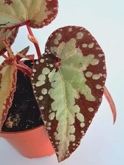 Begonia-Silver-Moon-02.jpg