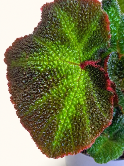 begonia-soli-mutata-02.jpg-