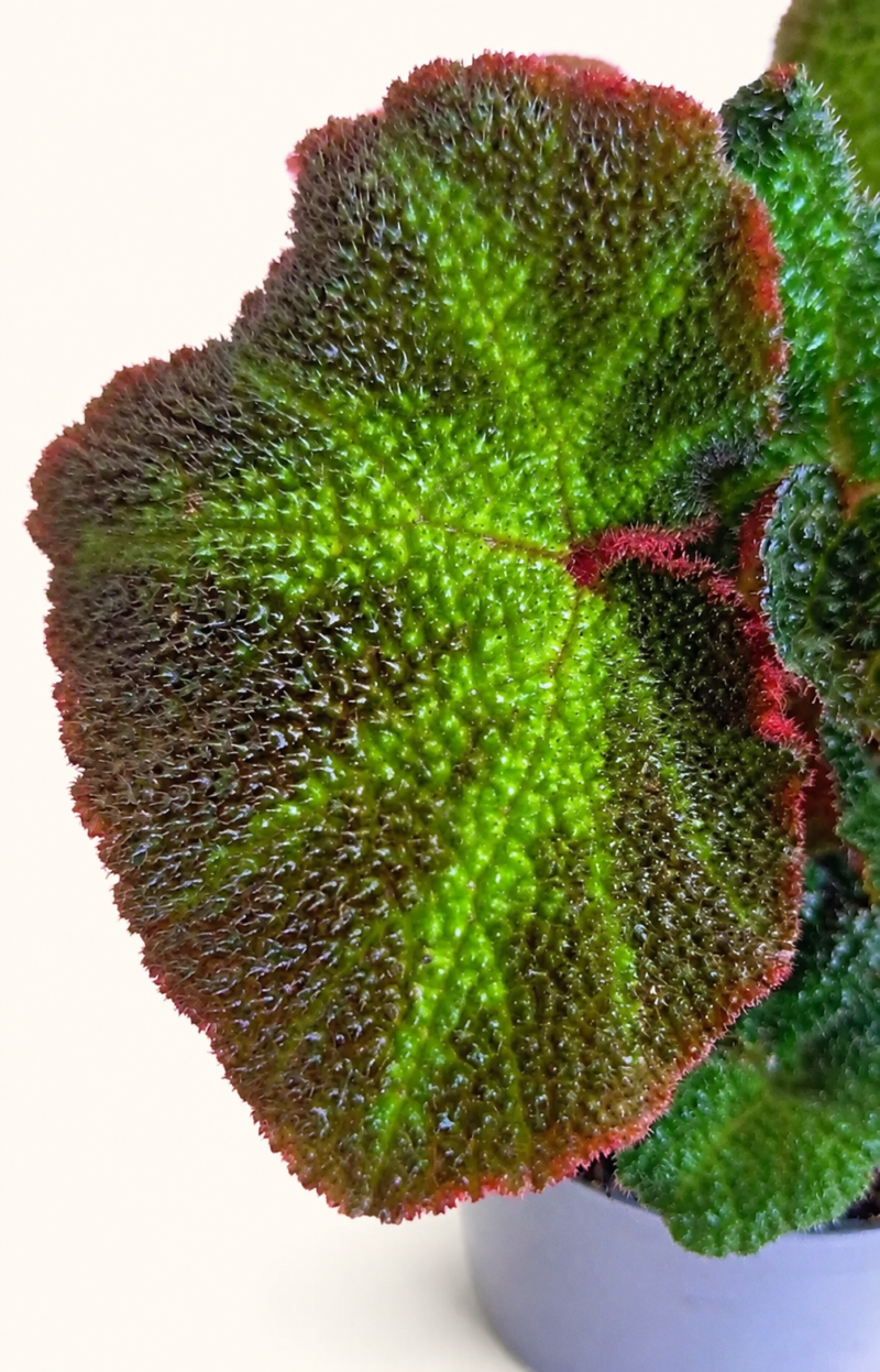 Бегония Соли-Мутата / Begonia Soli-Mutata