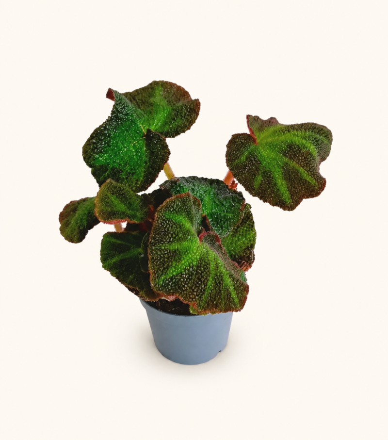 Бегония Соли-Мутата / Begonia Soli-Mutata