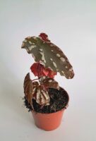 Бегония сп. Суматра / Begonia sp Sumatra