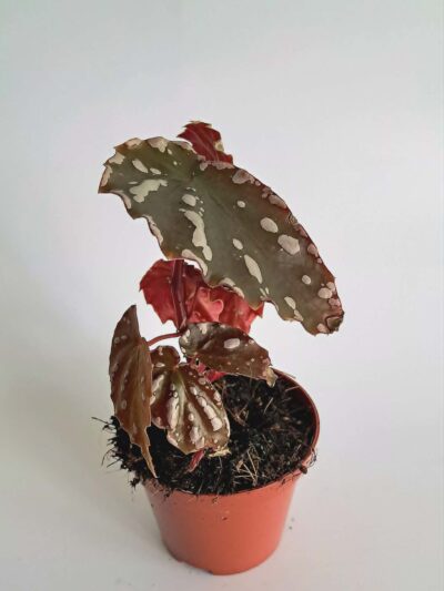 Begonia-Sumatra-01.jpg