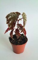 Бегония сп. Суматра / Begonia sp Sumatra
