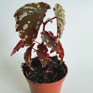 Бегония сп. Суматра / Begonia sp Sumatra