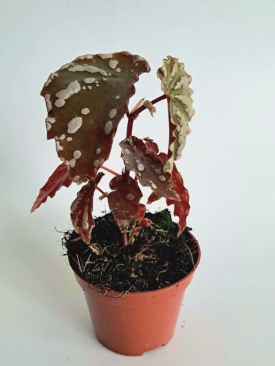Бегония сп. Суматра / Begonia sp Sumatra