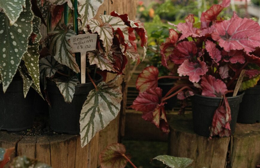 begonia-svetlina-staini-rasteniq-ekzotichni