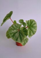 Бегония Темуик Силвър / Begonia Temuyuk Silver