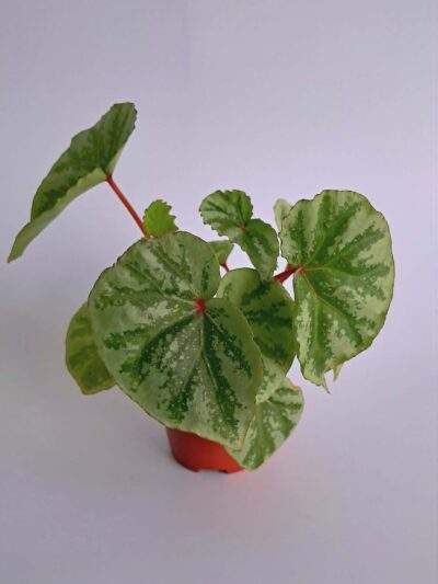 Бегония Темуик Силвър / Begonia Temuyuk Silver