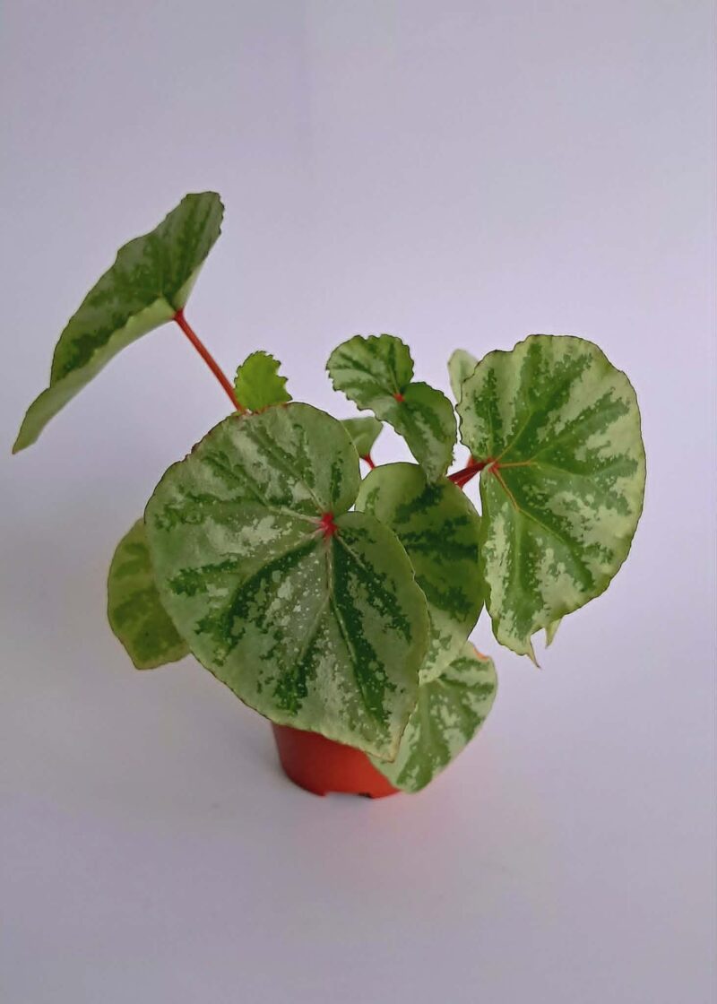 Бегония Темуик Силвър / Begonia Temuyuk Silver