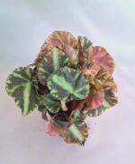 Бегония "Клеопатрае" / Begonia 'Cleopatrae'
