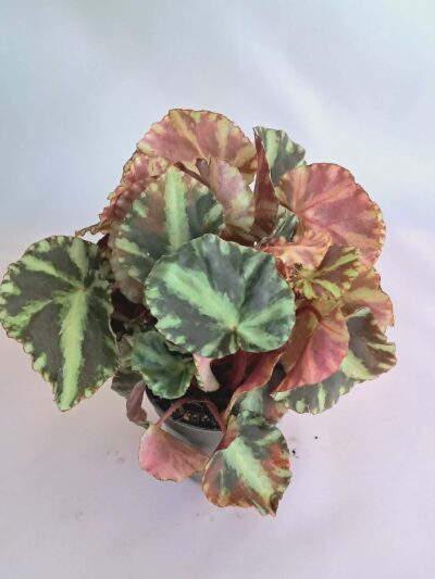 Бегония "Клеопатрае" / Begonia 'Cleopatrae'