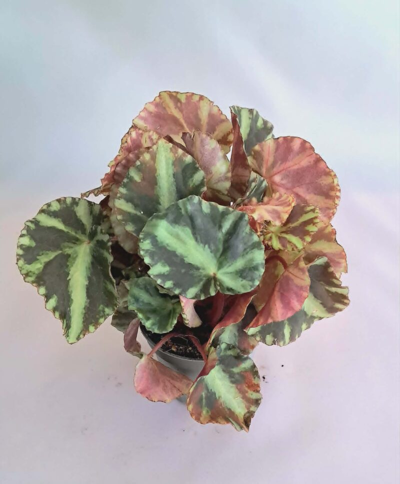 Бегония "Клеопатрае" / Begonia 'Cleopatrae'