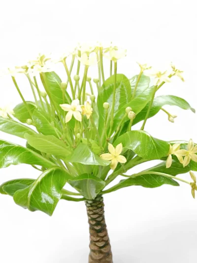 brighamia-insignis-hawaii-palm-02.jpg