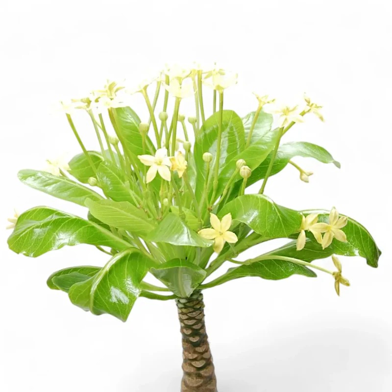 Бригамия Хавайска палма / Brighamia Hawaiian Palm