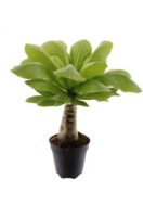 Бригамия Хавайска палма / Brighamia Hawaiian Palm