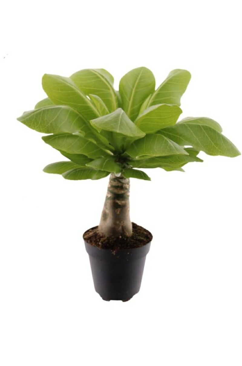 Бригамия Хавайска палма / Brighamia Hawaiian Palm