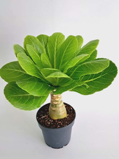 Бригамия Хавайска палма / Brighamia Hawaiian Palm