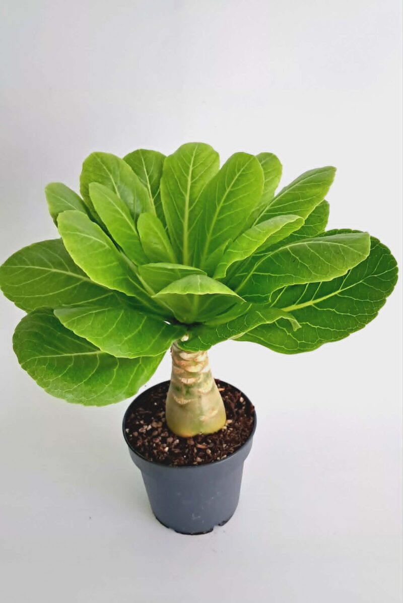 Бригамия Хавайска палма / Brighamia Hawaiian Palm